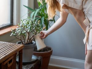 arroser ses plantes d'intérieur guide conseils angoulême 16